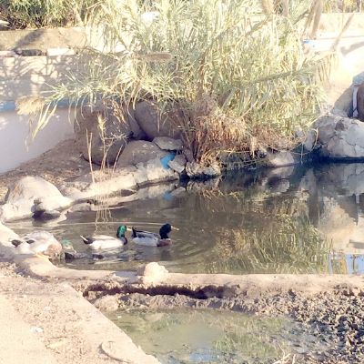 סיוע בעזרת בעלי חיים בבית הספר לחינוך מיוחד "מול התבור" בכפר הנוער כדורי